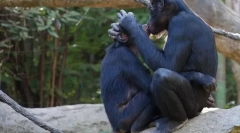 Katere živali lahko spremenijo svoj spol (fotografija)